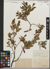 Foto von Salix kitaibeliana Willd. x Salix phylicifolia L.